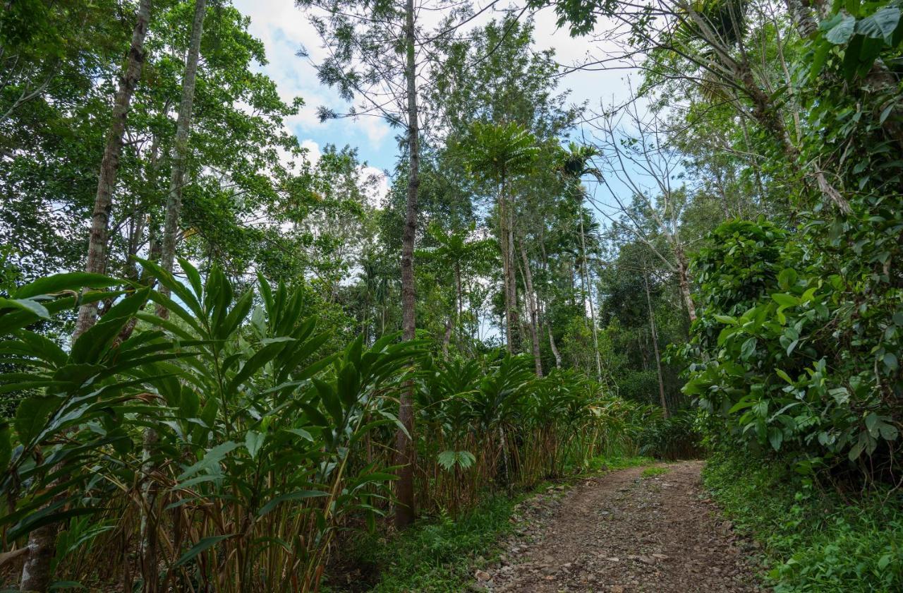 Mystic Trees, Kumily Apartment Thekkady Exterior foto
