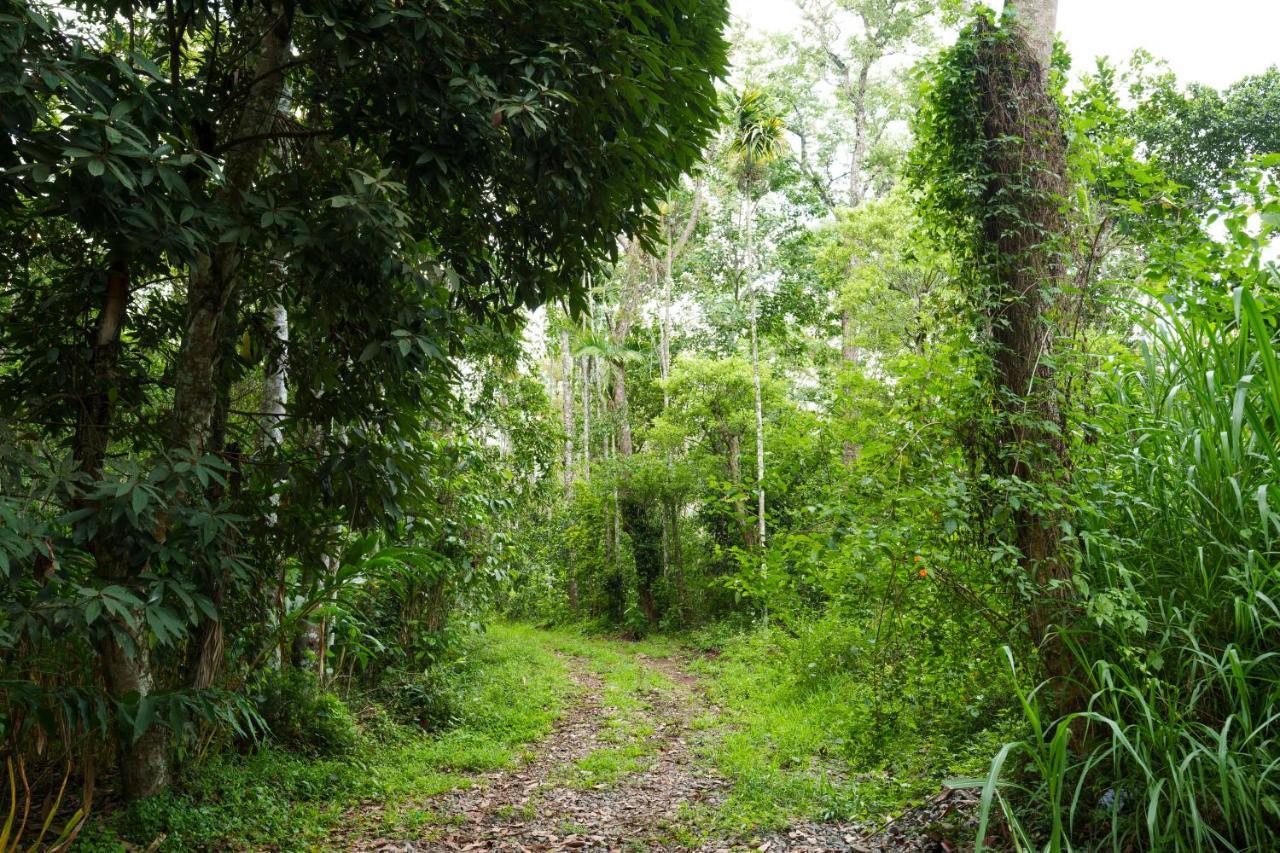 Mystic Trees, Kumily Apartment Thekkady Exterior foto